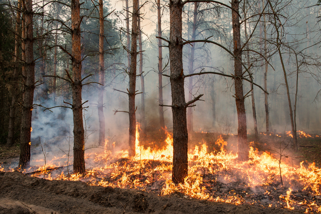 Climate Change, Wildfires, Smoke, And Your Health